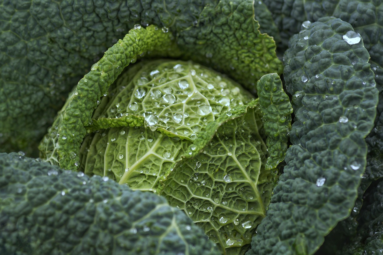有機野菜のセットをお得に楽しむ定期便はどこで購入できる？