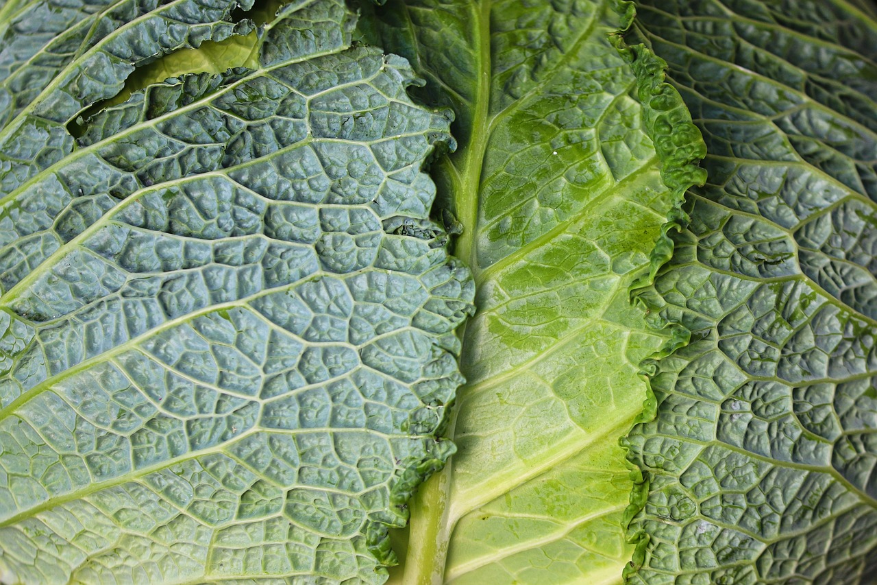 ミレーの野菜宅配サービスの評判はどうなっている？