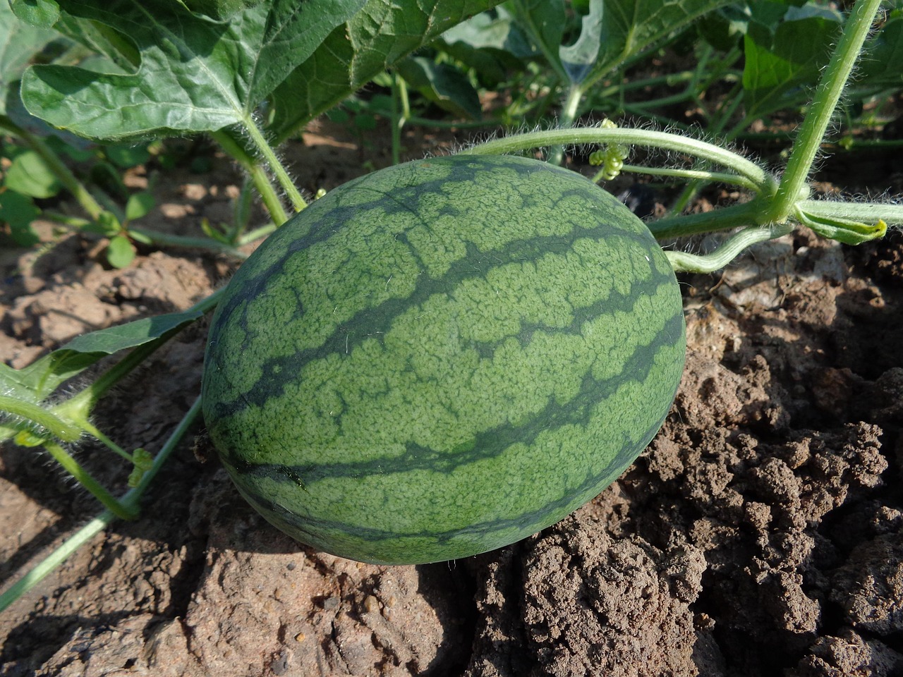 有機野菜と果物の宅配サービスを利用するメリットは？