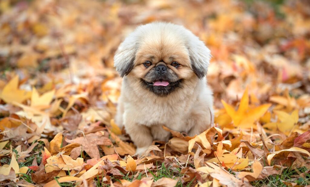 有機野菜の宅配サービスでコスパが良い選び方は？