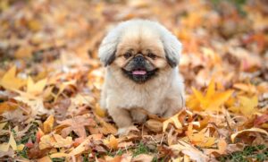 有機野菜の宅配サービスでコスパを重視するにはどうすればいい？