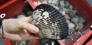 無添加惣菜の宅配サービスはどこがおすすめ？