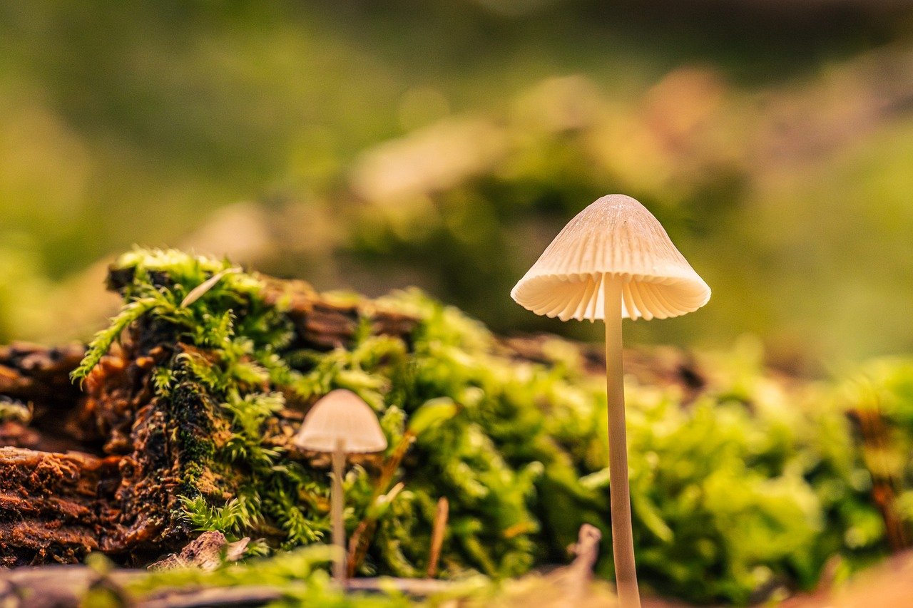 有機宅配の配送をスキップするメリットは？