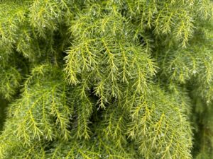 有機宅配の離乳食はどのような赤ちゃんに向きですか？