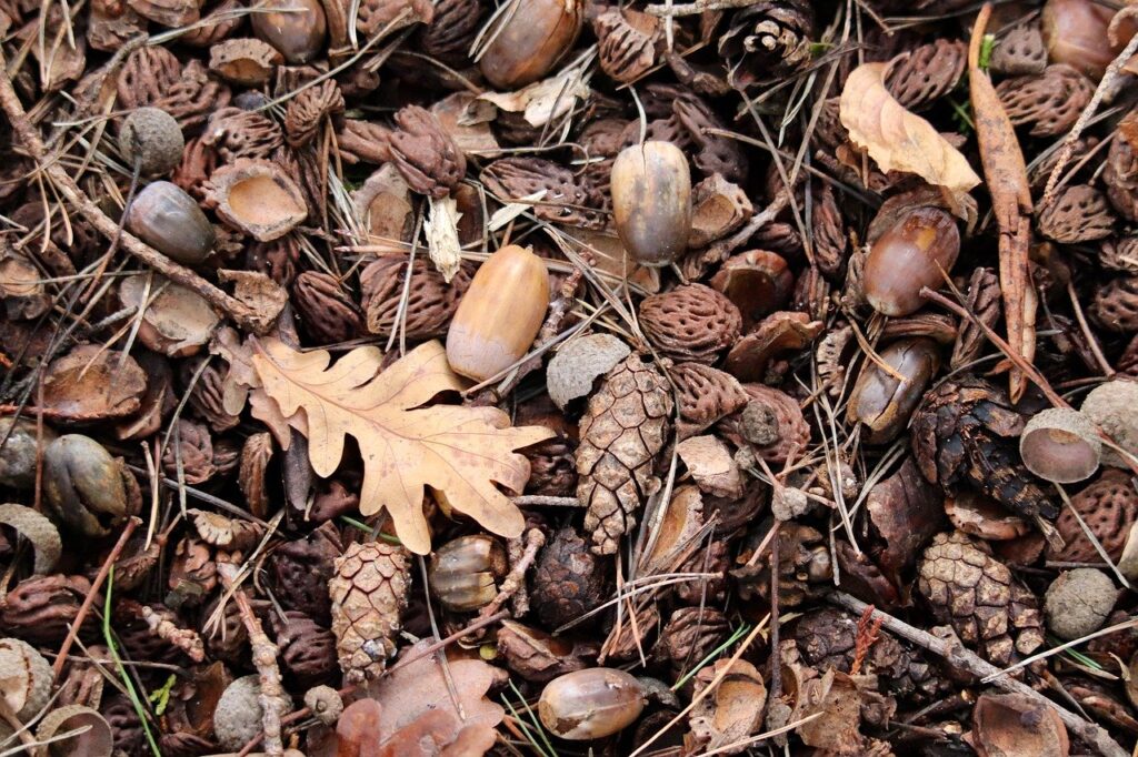 有機宅配のコスパを重視したおすすめランキングは？