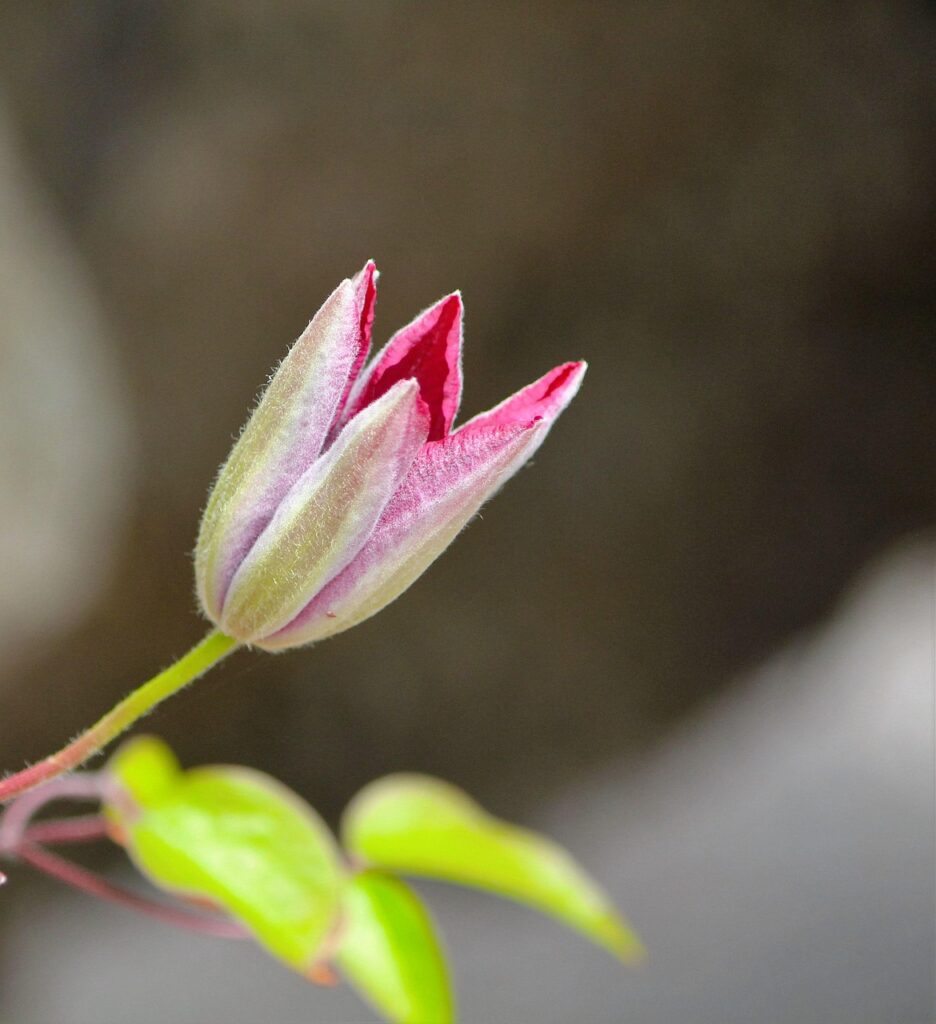 有機宅配初心者向けのおすすめサービスは？