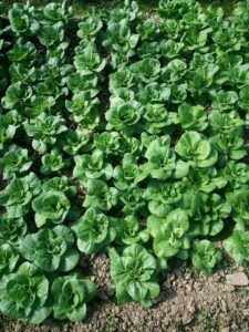 無農薬野菜宅配セットは本当に安心？選ぶべきポイントと注意点は？