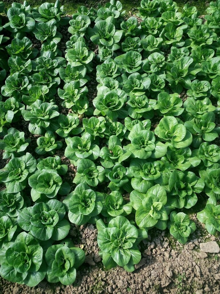 無農薬野菜宅配セットは本当に安心？選ぶべきポイントと注意点は？